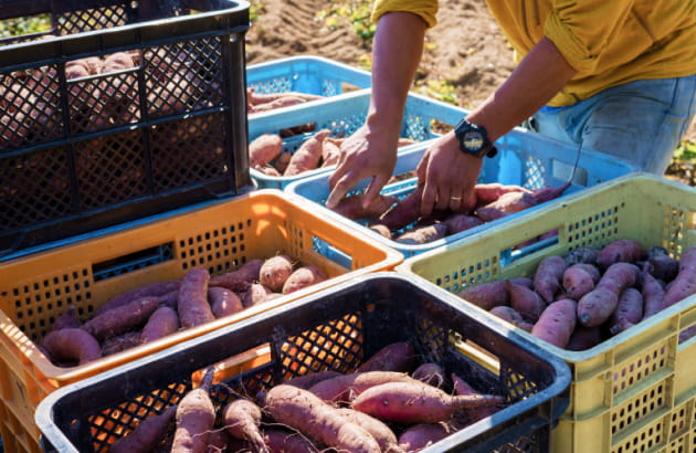 NISEKO TASTY DRIED SWEET POTATO ほしいも べにはるか BENI-HARUKA