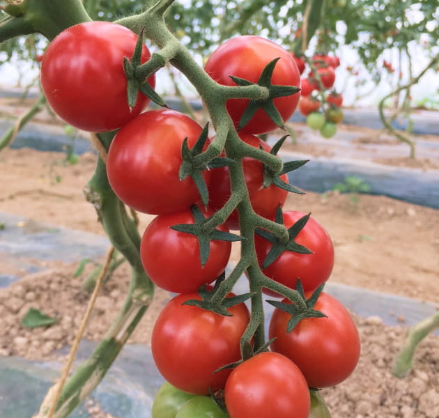 ニセコの山を背景にしたミニトマト畑