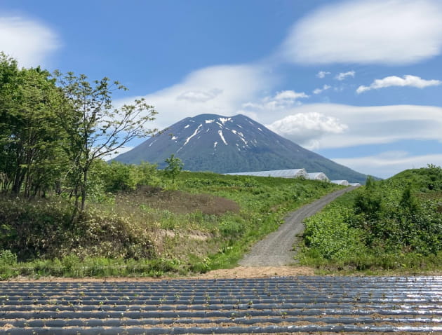 爽やかな甘さのスイカ