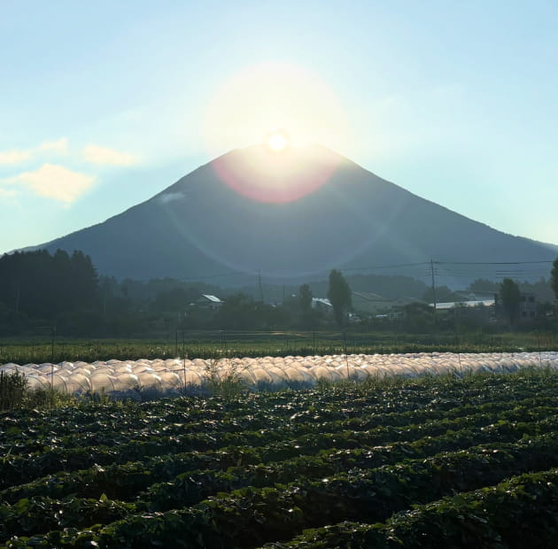 甘さと酸味が整ったミニトマト