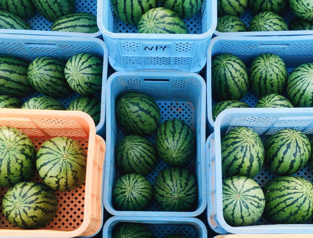 スイカ 収穫の様子